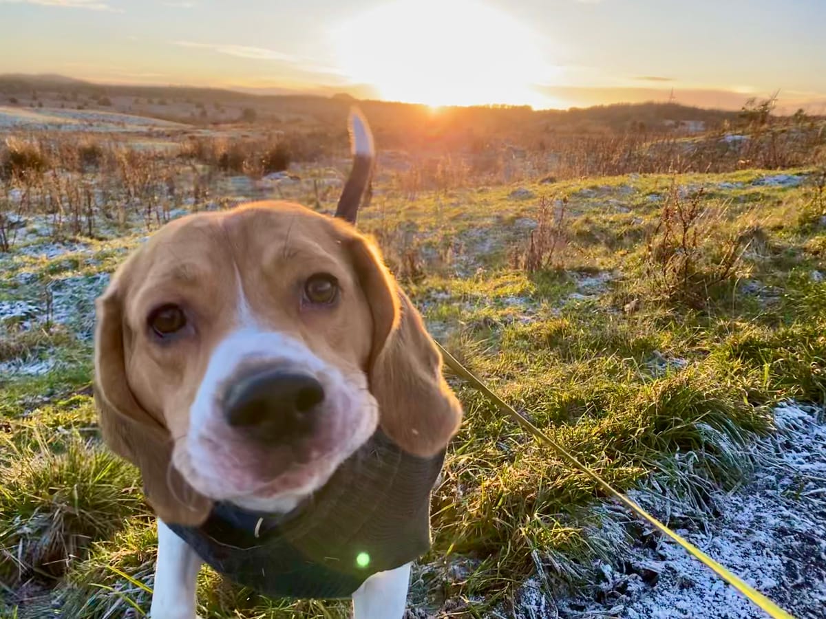 Bear the beagle, mid-walk on a frosty Scottish morning at sunrise, looking straight into the camera